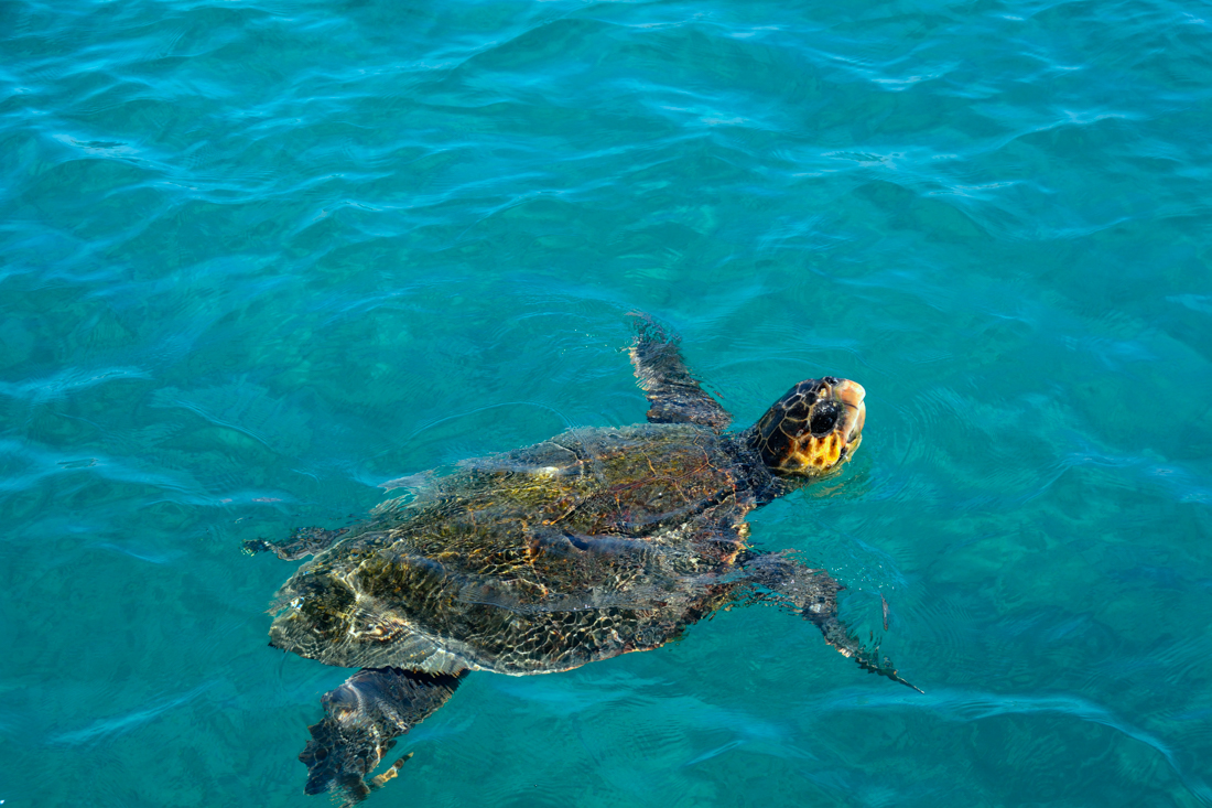 Caretta Caretta schildpadden